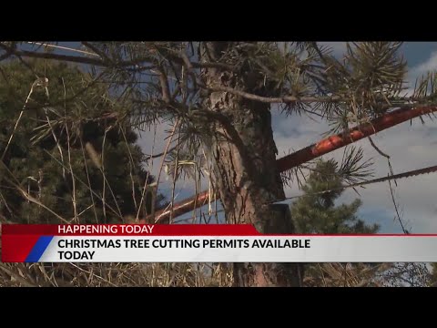 Permits to cut Christmas trees in national forests on sale