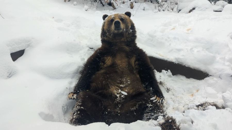 VIDEO: Grizzly bear catches snowflakes on tongue at Cheyenne Mountain Zoo