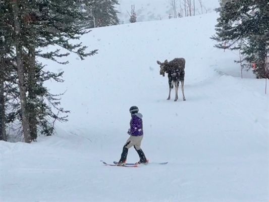 Video: Are ski-slope moose encounters rising, or just going viral more often?