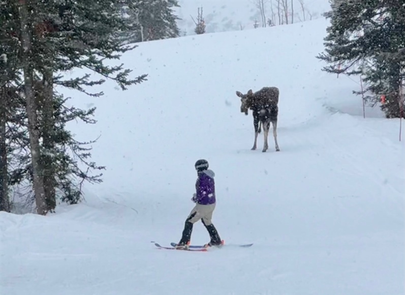 Video: Are ski-slope moose encounters rising, or just going viral more often?