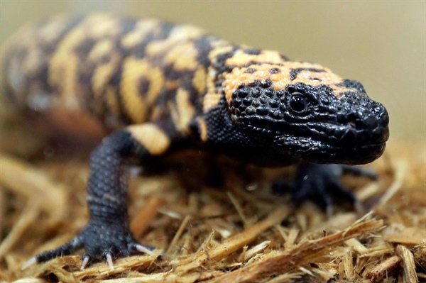 A Colorado man died after a Gila monster bite. Opinions and laws on keeping the lizard as a pet vary.