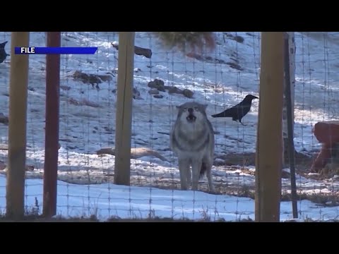 CPW updates list of potential counties for upcoming gray wolf release