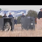 Future of Colorado's wolf reintroduction program up for discussion