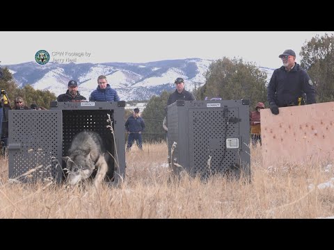 Future of Colorado's wolf reintroduction program up for discussion