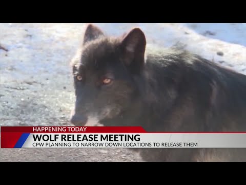 CPW shares new details on where wolves may be released