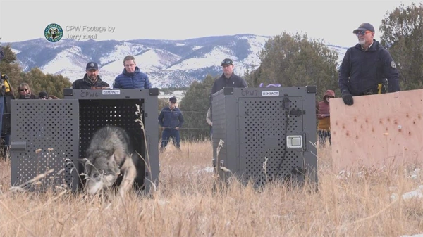 Future of Colorado's wolf reintroduction program up for discussion