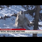 Colorado Parks and Wildlife holds meeting to narrow down wolf release locations