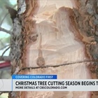 Recreation.gov offers permits for people who want to cut down Christmas trees