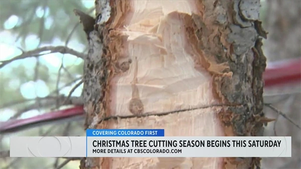 Recreation.gov offers permits for people who want to cut down Christmas trees