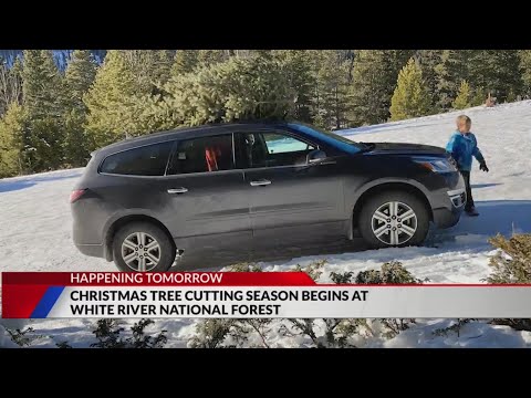 Christmas tree cutting season begins in White River National Forest