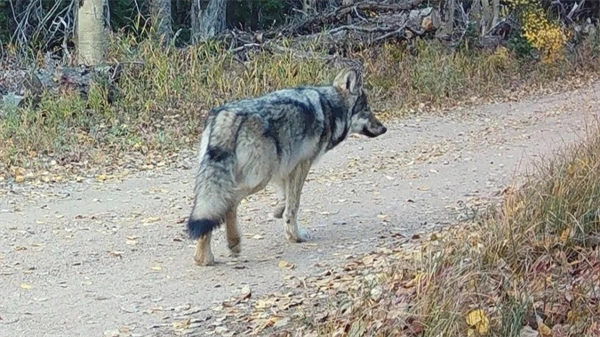 Ranchers again ask Colorado wildlife officials to delay release of next round of wolves