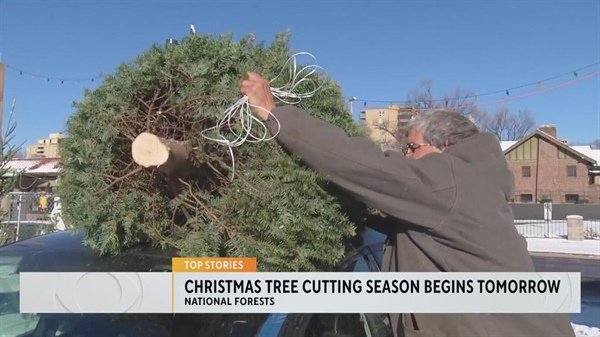 Christmas tree cutting season in national forests begins this weekend