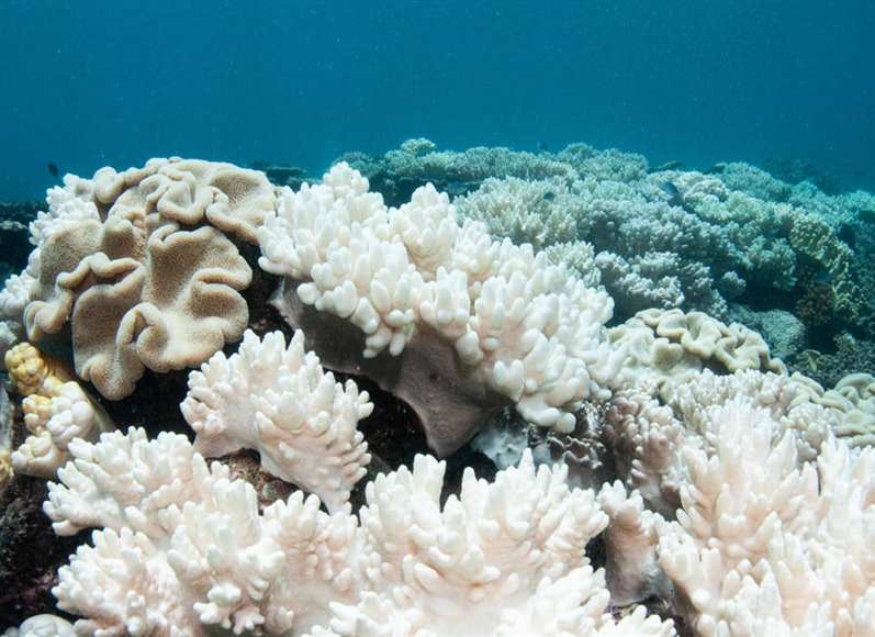 Parts of Great Barrier Reef dying at record rate, alarmed researchers say; "worst...