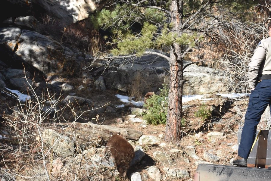 Photos: CPW releases 3 orphaned bear cubs in Jefferson County