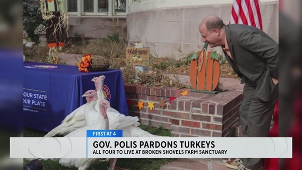 Gov. Jared Polis pardons turkeys ahead of Thanksgiving