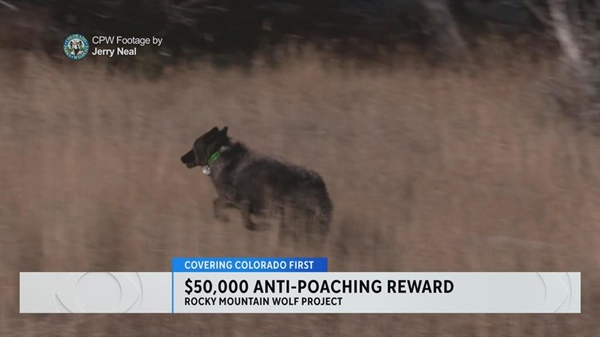 Rocky Mountain Wolf Project launches anti-poaching reward this week