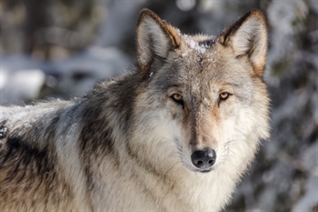 Informants who tip off wildlife officials on illegal wolf poaching in...