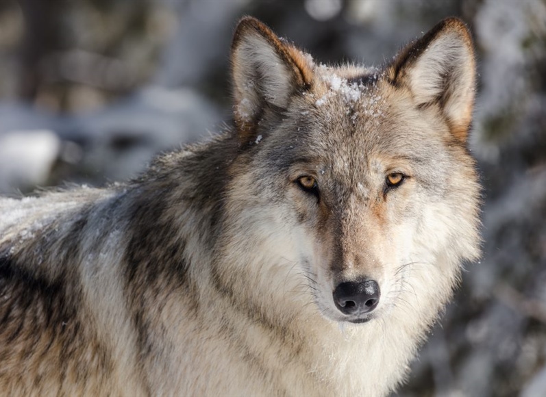 Informants who tip off wildlife officials on illegal wolf poaching in Colorado...