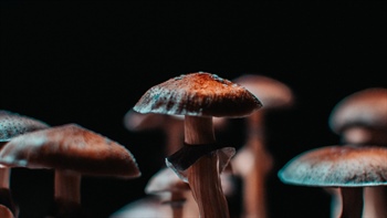 Free Psychedelics Hotline Here for Mushroom Questions and More