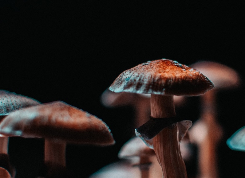 Free Psychedelics Hotline Here for Mushroom Questions and More