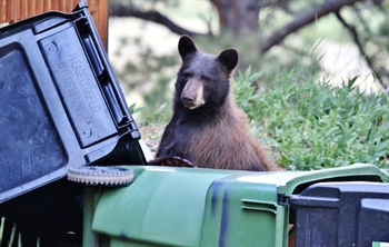 More food, fewer conflicts: Colorado bear encounters dropped in 2023 due to better forage