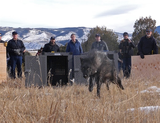 Colorado’s wolves roamed from northwesternmost county to across Continental Divide last month