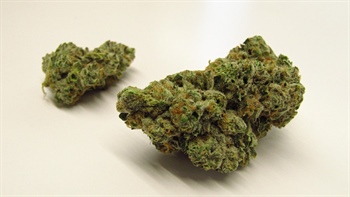 
      
        Mr. Nasty Marijuana Strain Review: Pungent, Zesty and Very Focused
      
    