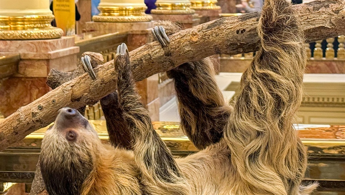 
      
        Zoo Day at the Capitol: Photos of Wookiee the Sloth and Friends
      
    