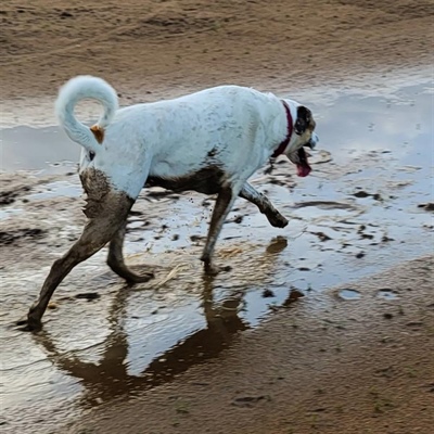White large pointer dog walking on dirt muddy